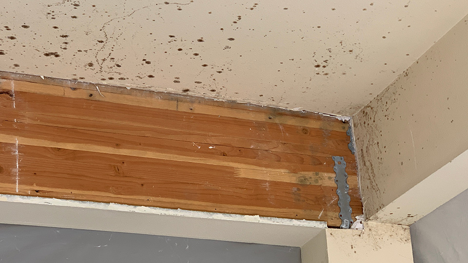 Florida Gulf Coast mold remediation project